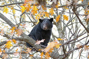 Fototapeta premium Black bear in a tree in autumn in Canada