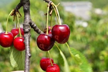 Red cherries on the tree