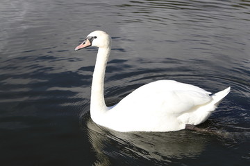 Swan in Kaliningrad