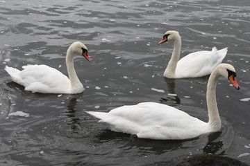 Fototapeta premium Swan in Kaliningrad