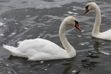 Swan in Kaliningrad