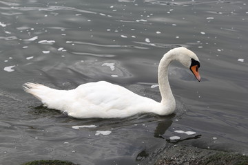 Swan in Kaliningrad