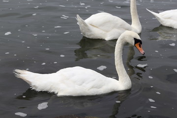 Swan in Kaliningrad