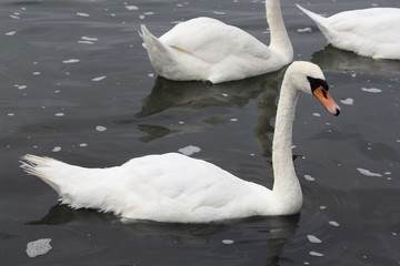 Swan in Kaliningrad