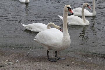 Swan in Kaliningrad