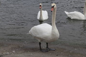 Swan in Kaliningrad