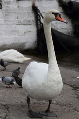 Swan in Kaliningrad