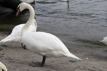 Swan in Kaliningrad