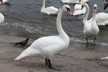 Swan in Kaliningrad