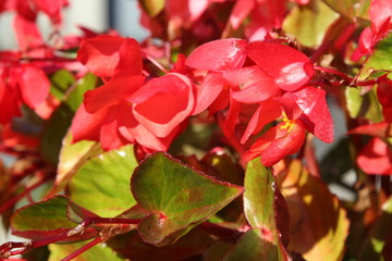 Obraz premium Flower