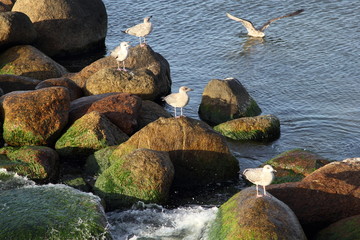 Seagull on the baltic sea