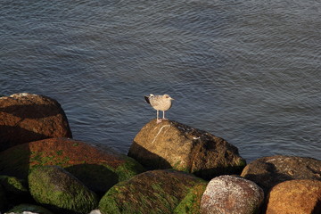 Seagull on the baltic sea