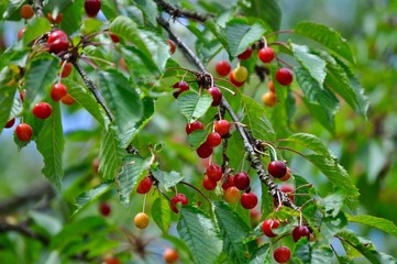 Rote Kirschen am Kirschbaum, Obsternte in der Landwirtschaft