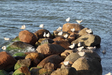 Seagull on the baltic sea