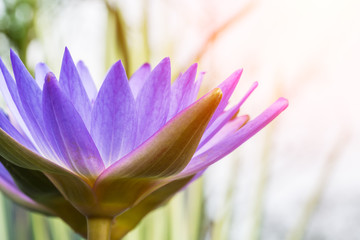 beautiful purple Water lily grows in the pond