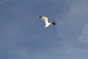 Seagull on the baltic sea