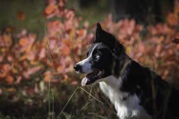 Border Collie on a walk in the park