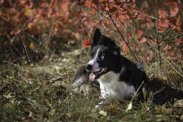 Border Collie on a walk in the park