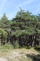 Fototapeta premium Pines