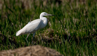 Ardea alba in flight.