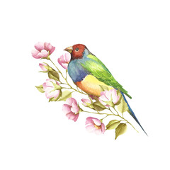 A bird and a sprig. Gouldian Finch. Watercolor illustration.