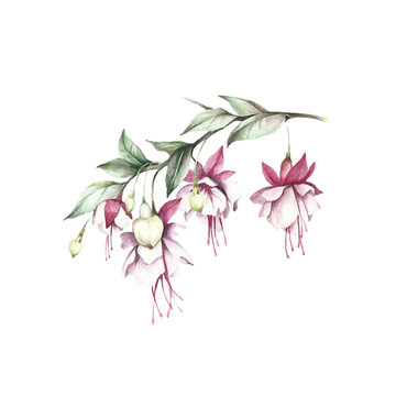 Image fuchsia flowers. Hand draw watercolor illustration