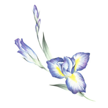 The composition of irises. Hand draw watercolor illustration.