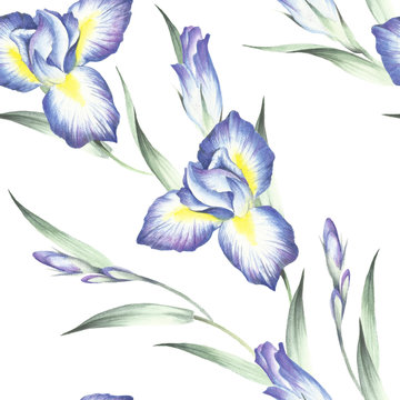 Seamless pattern with iris. Hand draw watercolor illustration