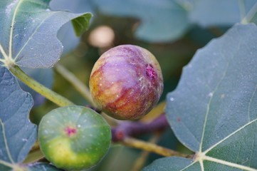 Ripe purple fig on the tree