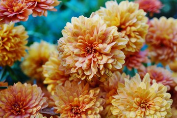 Yellow and orange chrysanthemum flower background