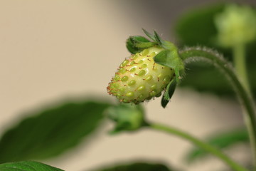 Fragaria