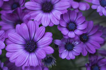 Obraz na płótnie Canvas Purple Flowers