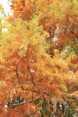 松の木の紅葉グラデーション