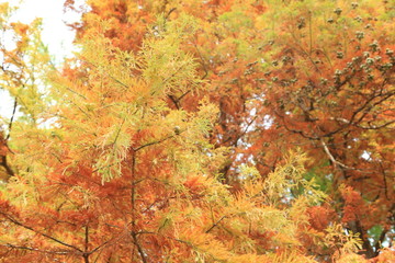 松の木の紅葉グラデーション