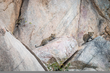 Two Leopard cubs on the rocks.