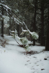 Snowfall winter in a forest in Spokane Washington - 123767610