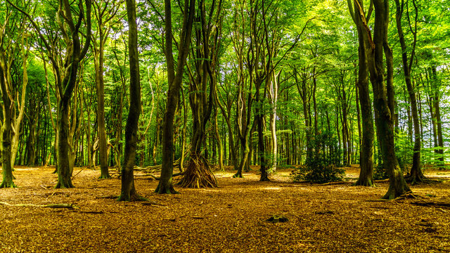 Forest of the Veluwe Region in the Netherlands