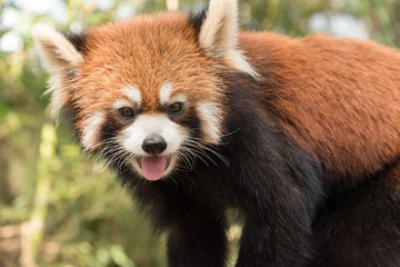 レッサーパンダ