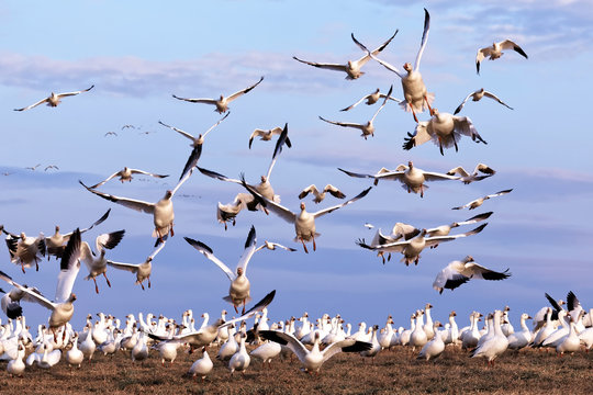 Snow Geese Take Flight