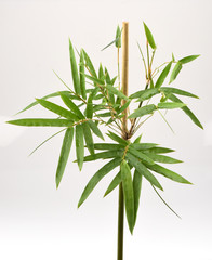 The leaves and stems of bamboo.
