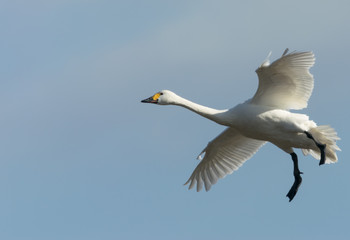 飛ぶ白鳥