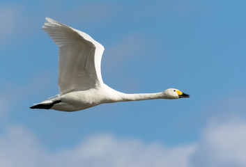 飛ぶ白鳥
