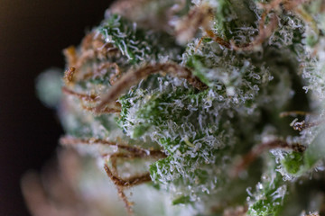 Obraz na płótnie Canvas Cannabis Macro Trichomes up close Marijuana