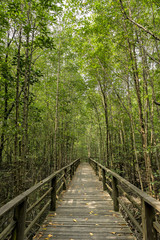 Wooden bridge leading into a mangrove forest in Kota Kinabalu We