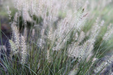 Ornamental Grass