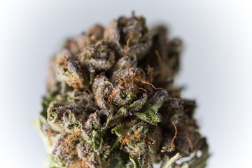 Cannabis Macro Trichomes up close Marijuana