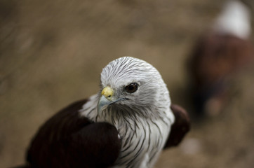 Red-Backed Sea Eagle