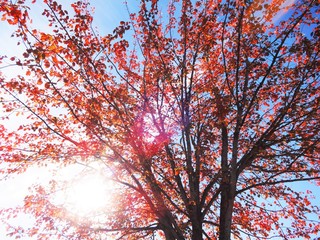 Sunlight through fall color tree branches