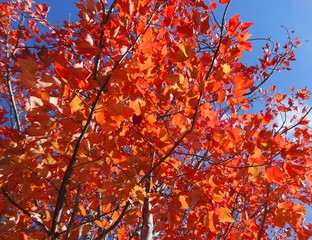 Vibrant fall foliage on a sunny day