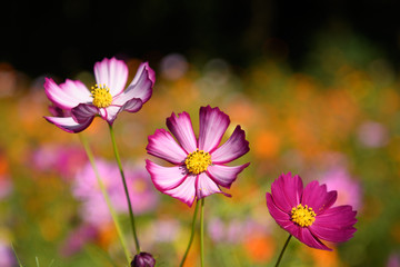 Fototapeta premium コスモス 万博記念公園